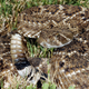 Crotalus atrox, la especie de cascabel que más muertes provoca en Estados Unidos